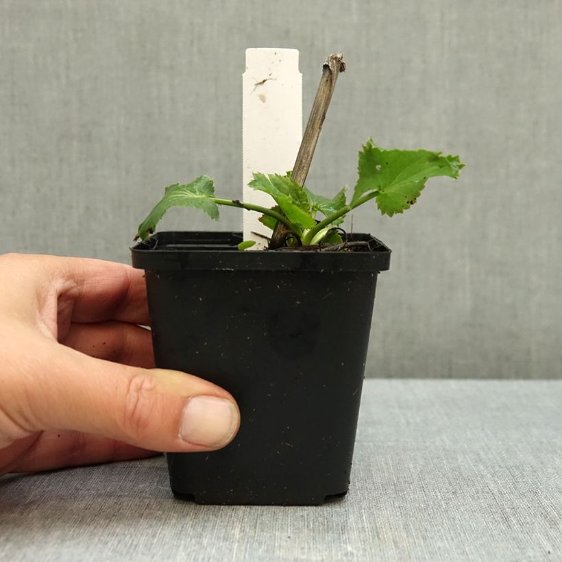 Esemplare di Eryngium zabelii Violetta Vasetto da 8/9 cm come consegnato in autunno