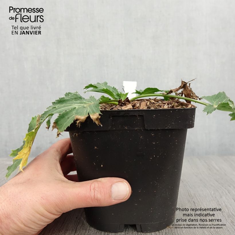 Eryngium zabelii Big Blue Vaso da 2L/3L esemplare consegnato in inverno