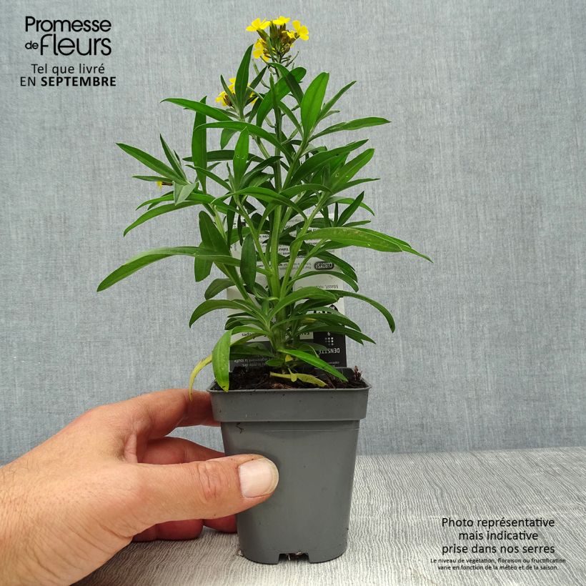 Esemplare di Erysimum alpinum Vasetto da 8/9 cm come consegnato in autunno