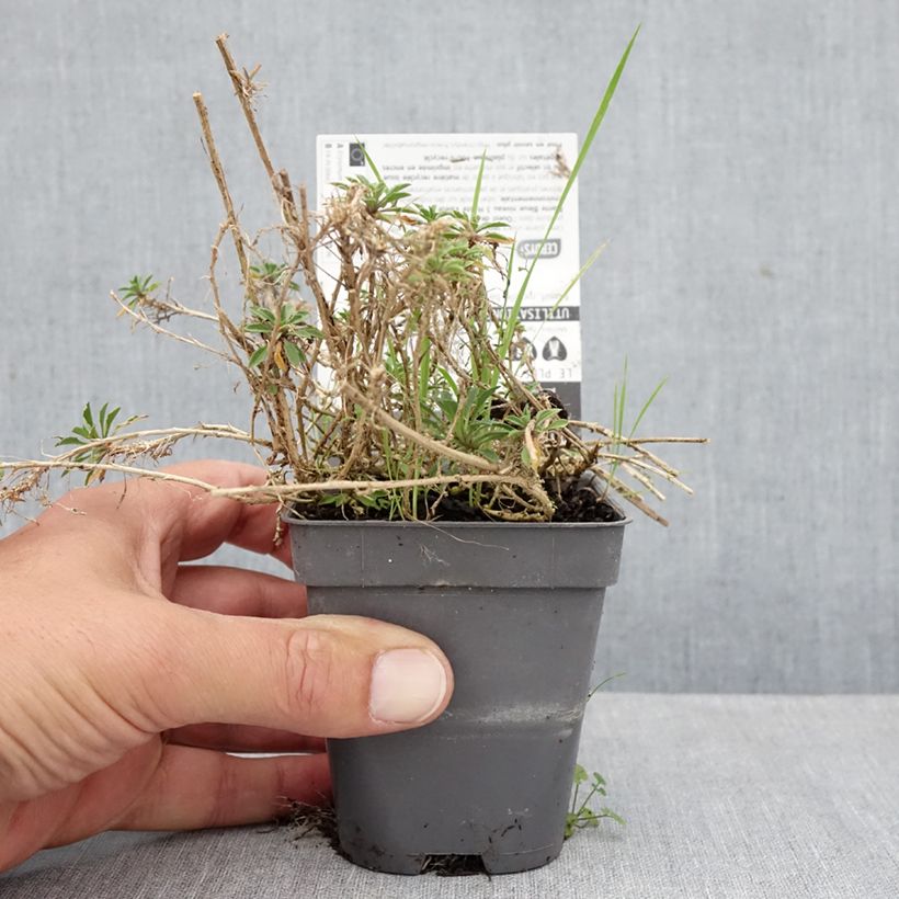 Esemplare di Erysimum Jubilee Gold - Violaciocca Vasetto da 8/9 cm come consegnato in autunno