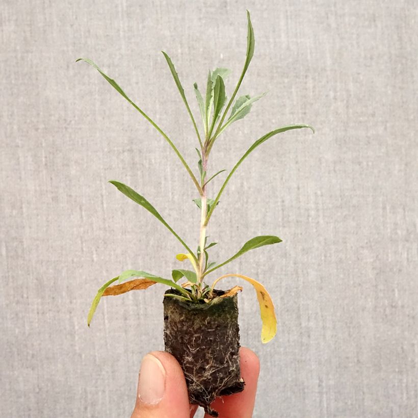 Esemplare di Erysimum allionii Zwerg Jaune mini zolla... come consegnato in autunno