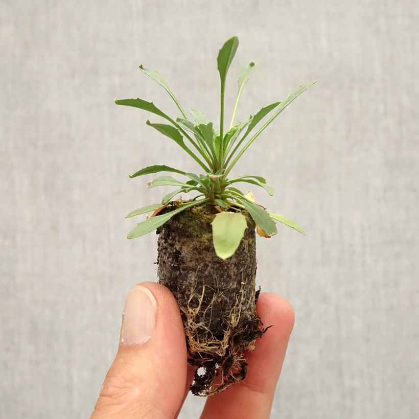 Esemplare di Erysimum allionii Zwerg Mango mini zolla... come consegnato in autunno