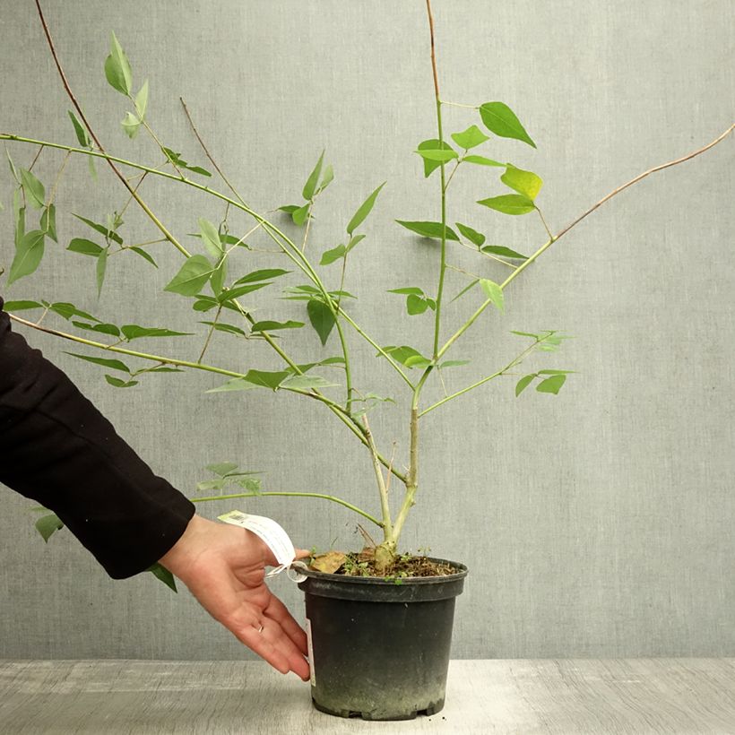 Esemplare di Erythrina Amélie Jeckert Vaso da 3L/4L come consegnato in autunno