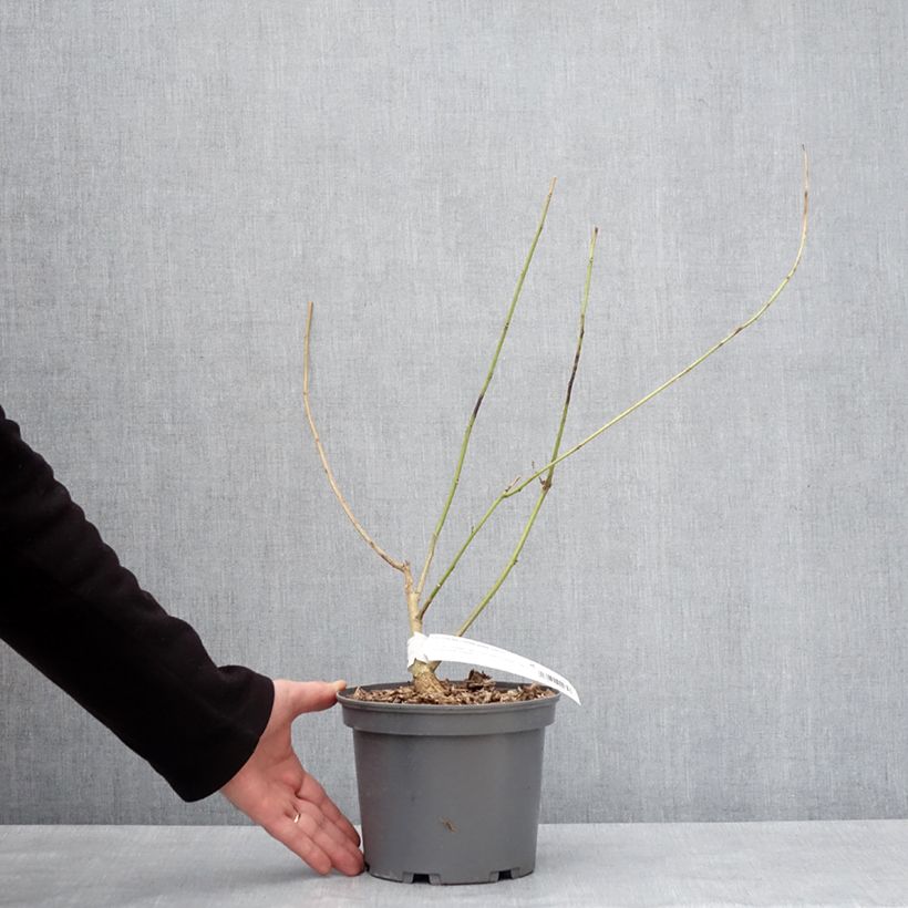 Erythrina Amélie Jeckert Vaso da 3L/4L esemplare consegnato in inverno