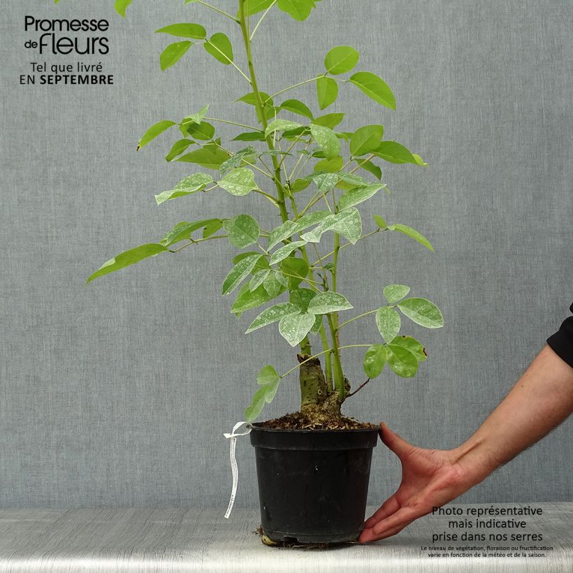 Esemplare di Erythrina crista-galli Compacta Vaso da 2L/3L come consegnato in autunno