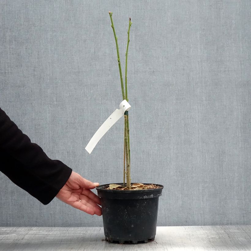 Erythrina bidwillii Vaso da 2L/3L esemplare consegnato in primavera