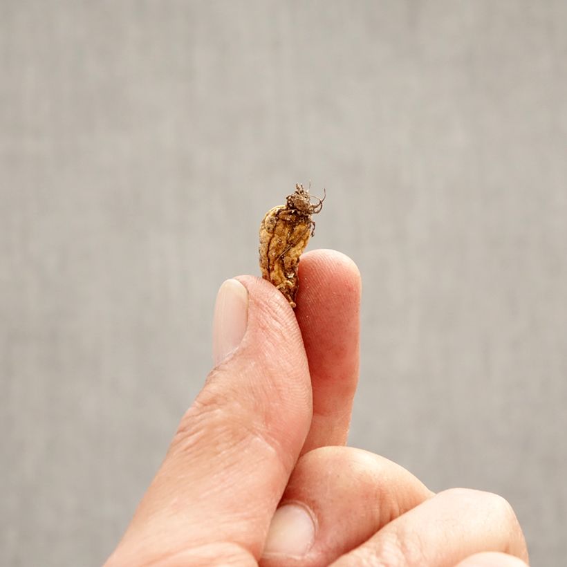 Erythronium dens-canis - Dente di cane Bulbo taglia I esemplare consegnato in primavera