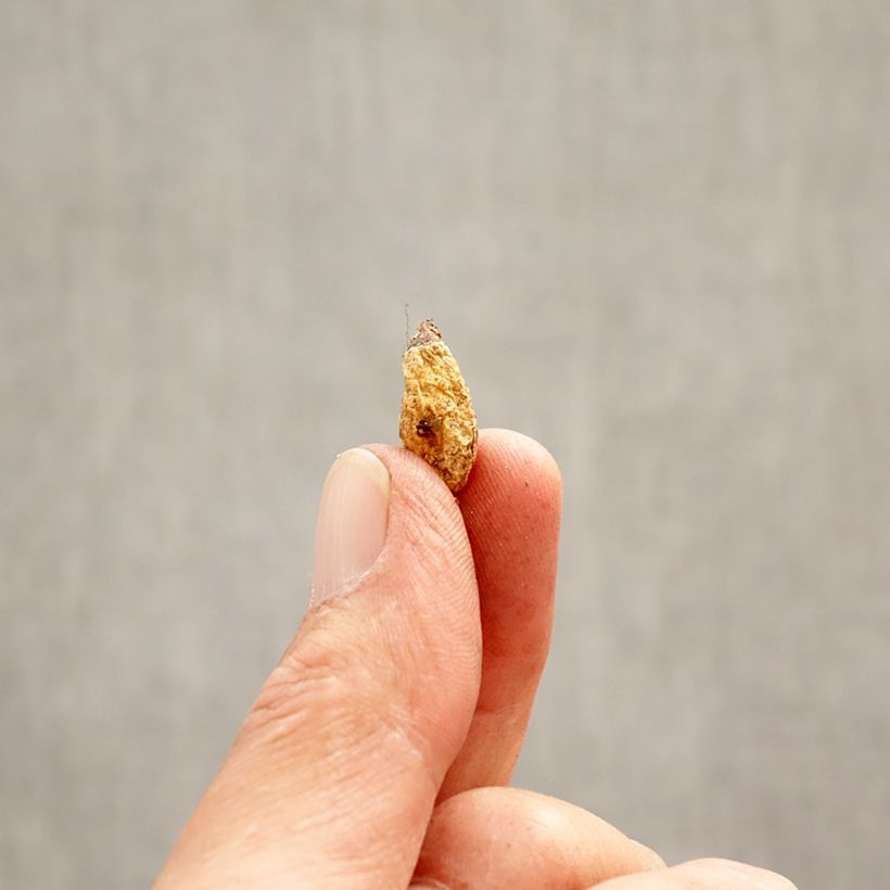 Erythronium dens canis Lilac Wonder - Dente di cane Bulbo taglia I esemplare consegnato in primavera