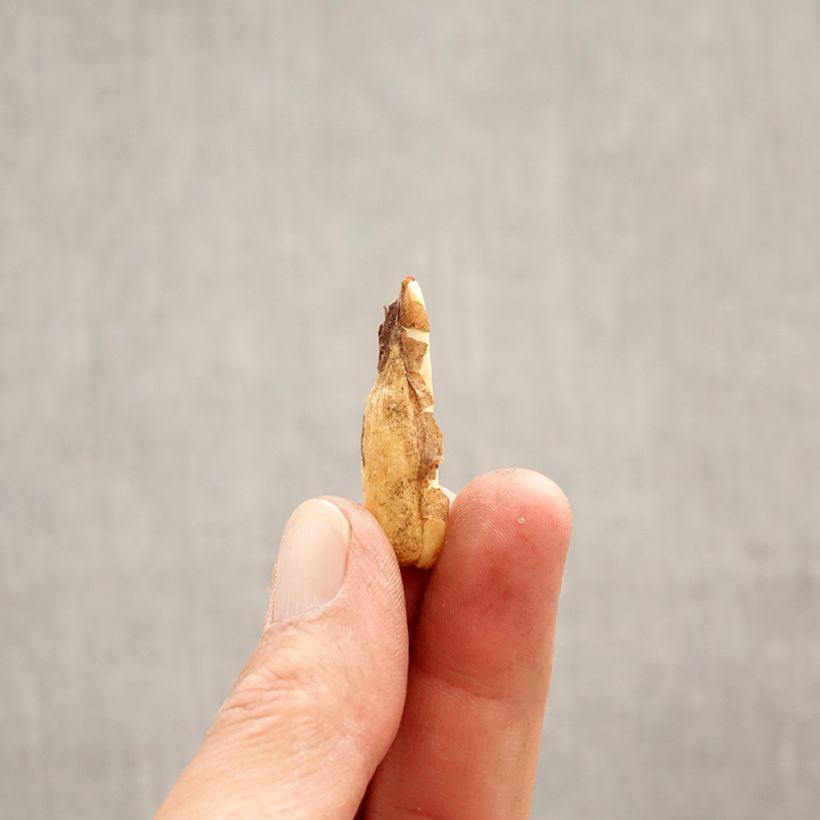 Erythronium tuolumnense Pagoda Bulbo taglia I esemplare consegnato in primavera