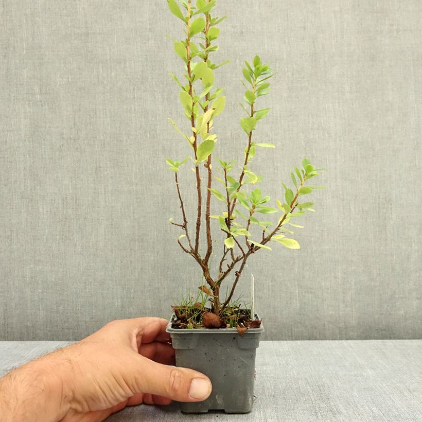 Esemplare di Escallonia Apple Blossom Vasetto da 8/9 cm consegnato in estate