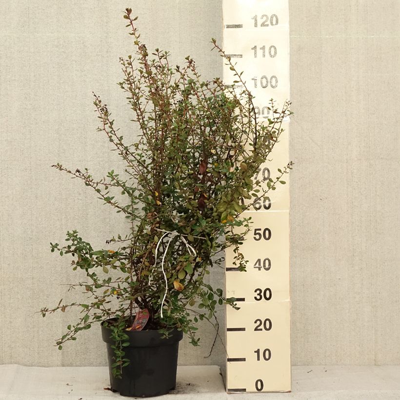 Esemplare di Escallonia C.F. Ball Vaso da 7,5L/10L come consegnato in autunno