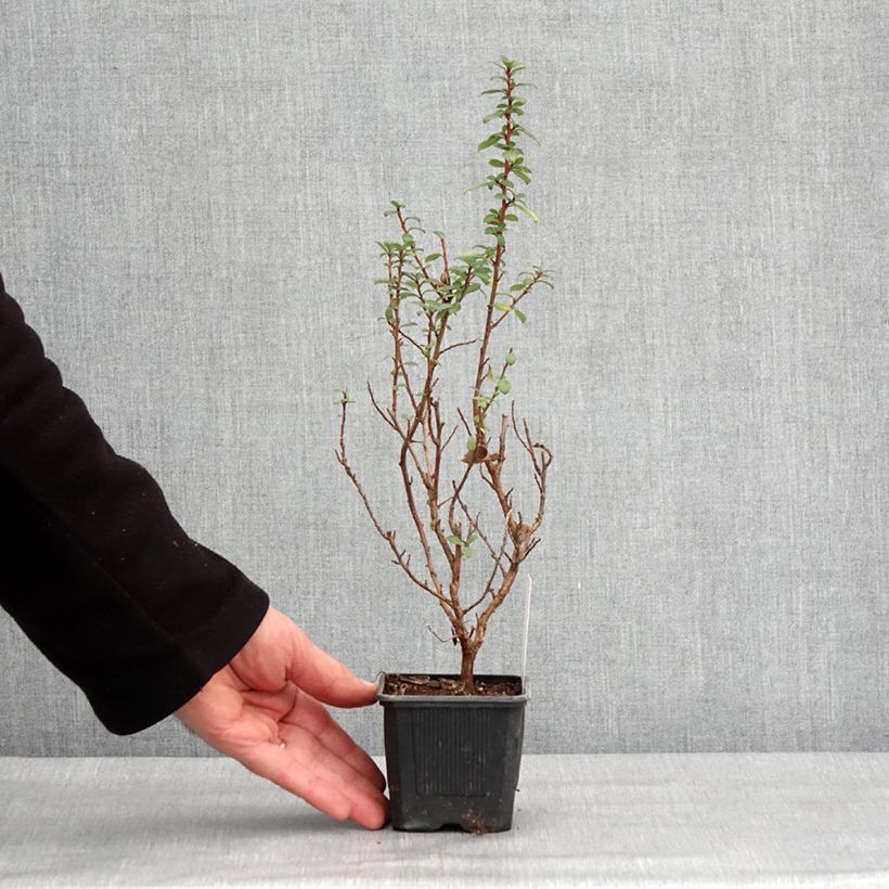 Escallonia compacta Coccinea Vasetto da 8/9 cm esemplare consegnato in inverno