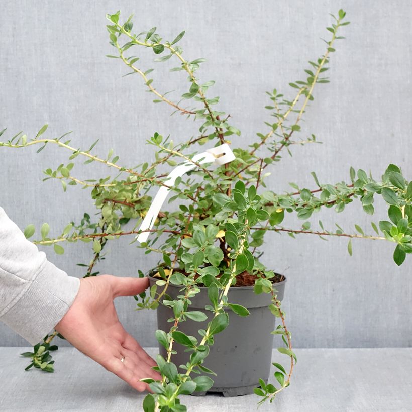 Esemplare di Escallonia Donard Star Vaso da 3L/4L come consegnato in autunno