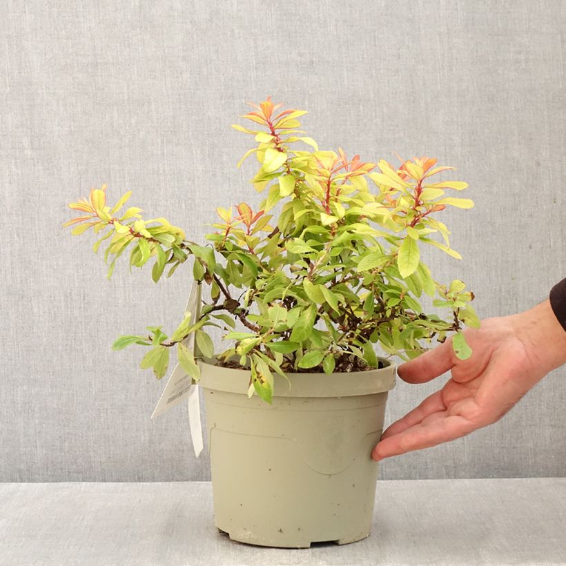 Esemplare di Escallonia Glowing Embers Vaso da 3L/4L come consegnato in autunno