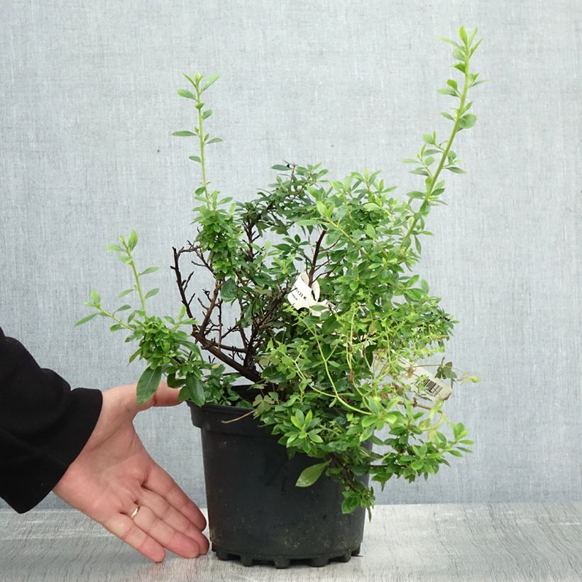 Esemplare di Escallonia Show Stopper Vaso da 3L/4L come consegnato in autunno