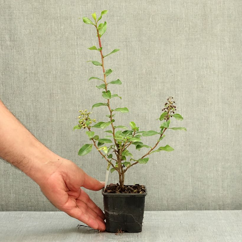 Esemplare di Escallonia Iveyi Vasetto da 8/9 cm consegnato in estate