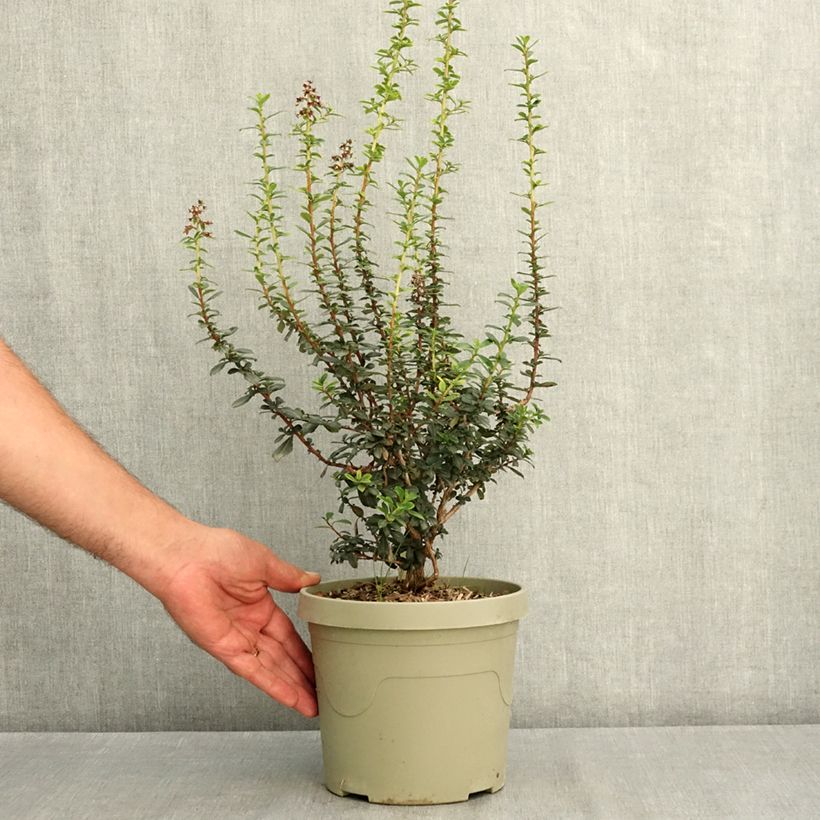 Esemplare di Escallonia rubra Red Tower Pot de 3L/4L consegnato in estate