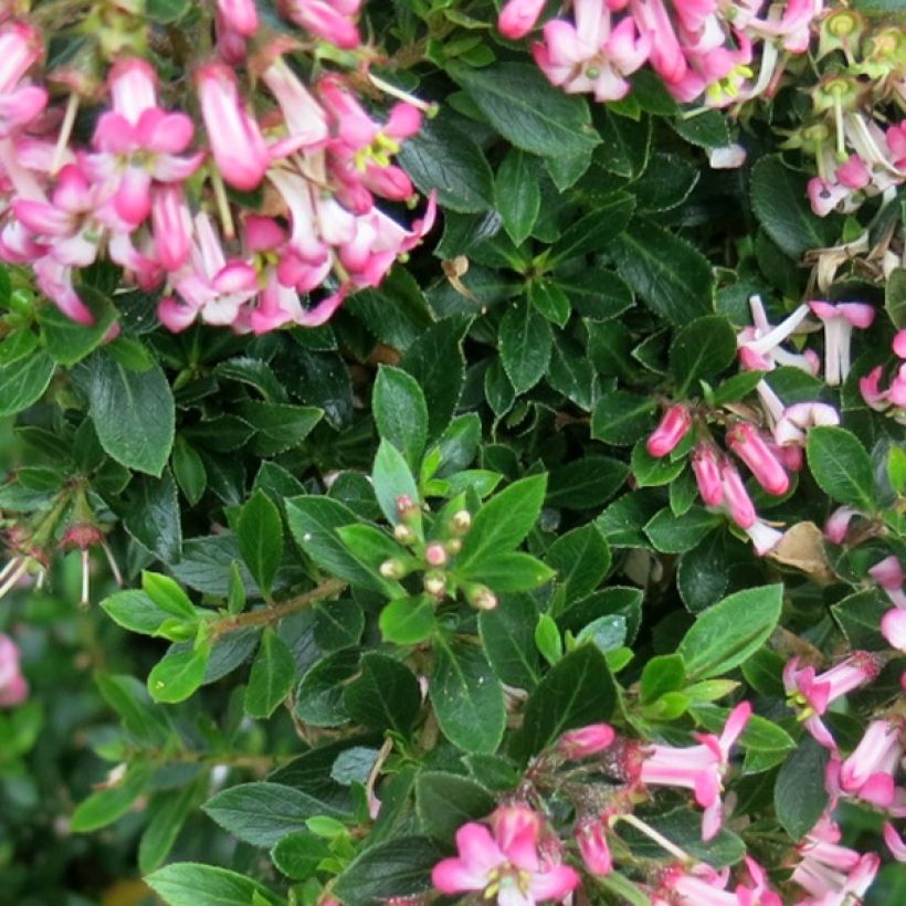 Escallonia Show Stopper (Fogliame)