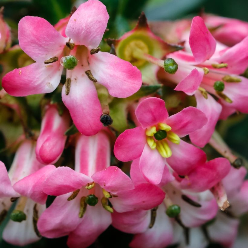 Escallonia Show Stopper (Fioritura)