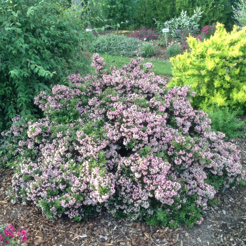 Escallonia Show Stopper (Porto)