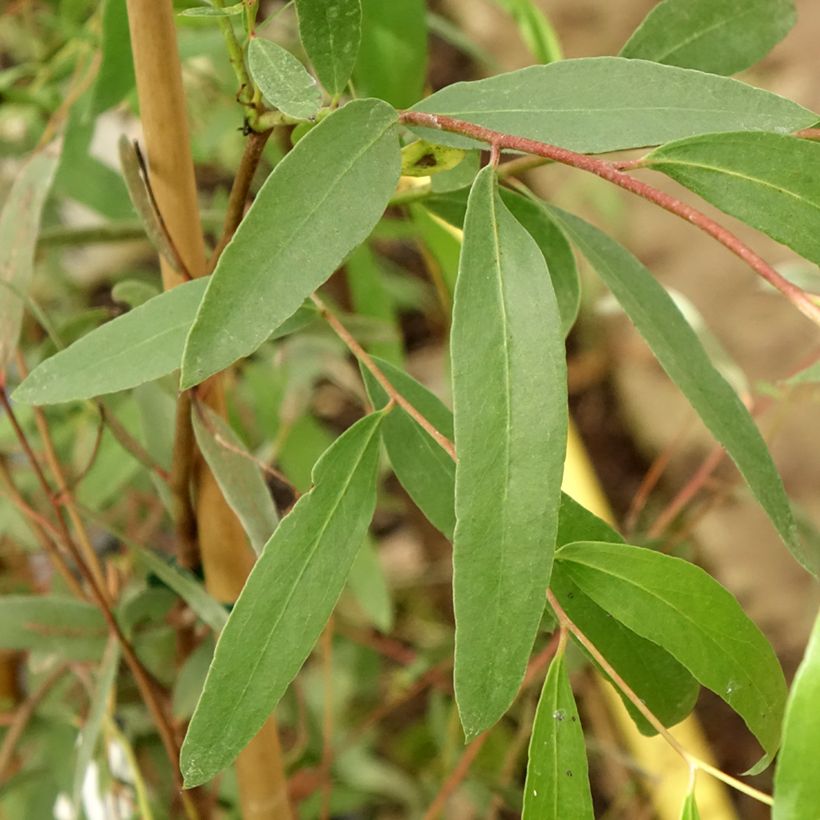Eucalyptus aggregata - Eucalipto (Fogliame)