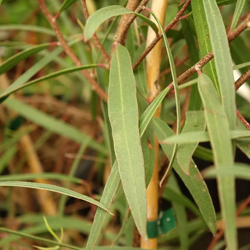Eucalyptus apiculata - Eucalipto (Fogliame)