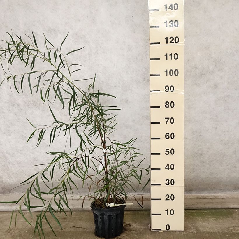 Esemplare di Eucalyptus apiculata - Eucalipto Vaso da 4L/5L come consegnato in autunno