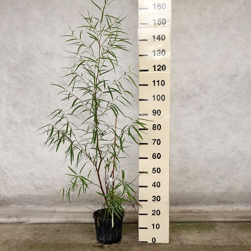 Esemplare di Eucalyptus approximans - Eucalipto Vaso da 4L/5L come consegnato in autunno