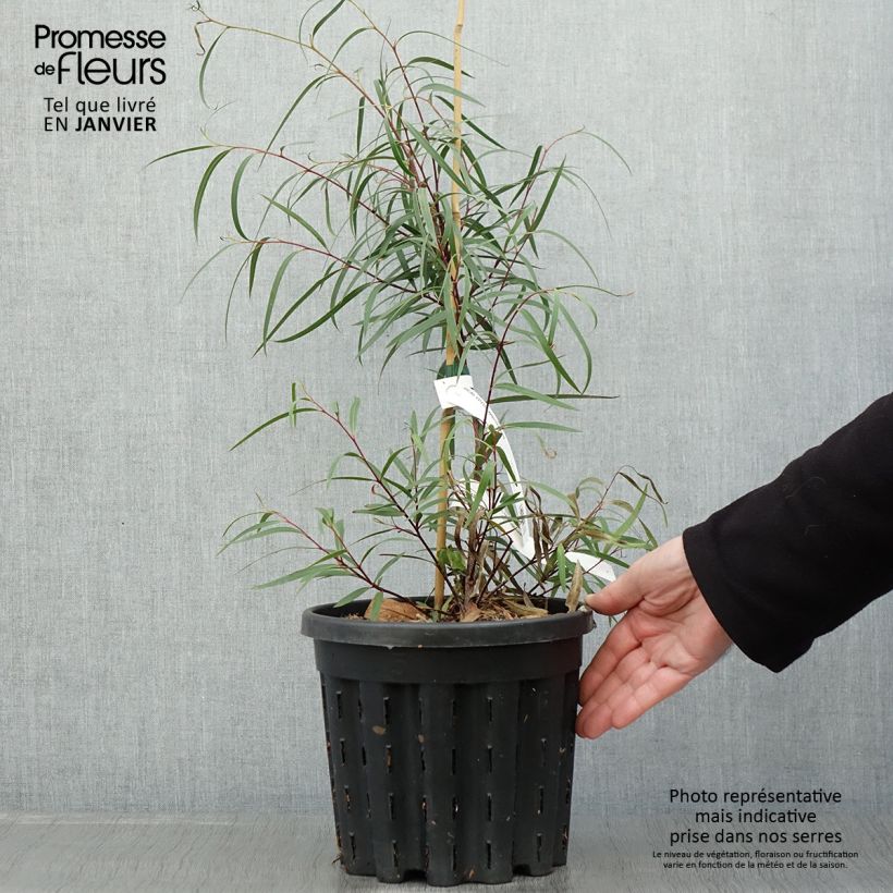 Eucalyptus approximans - Eucalipto Vaso da 4L/5L esemplare consegnato in inverno