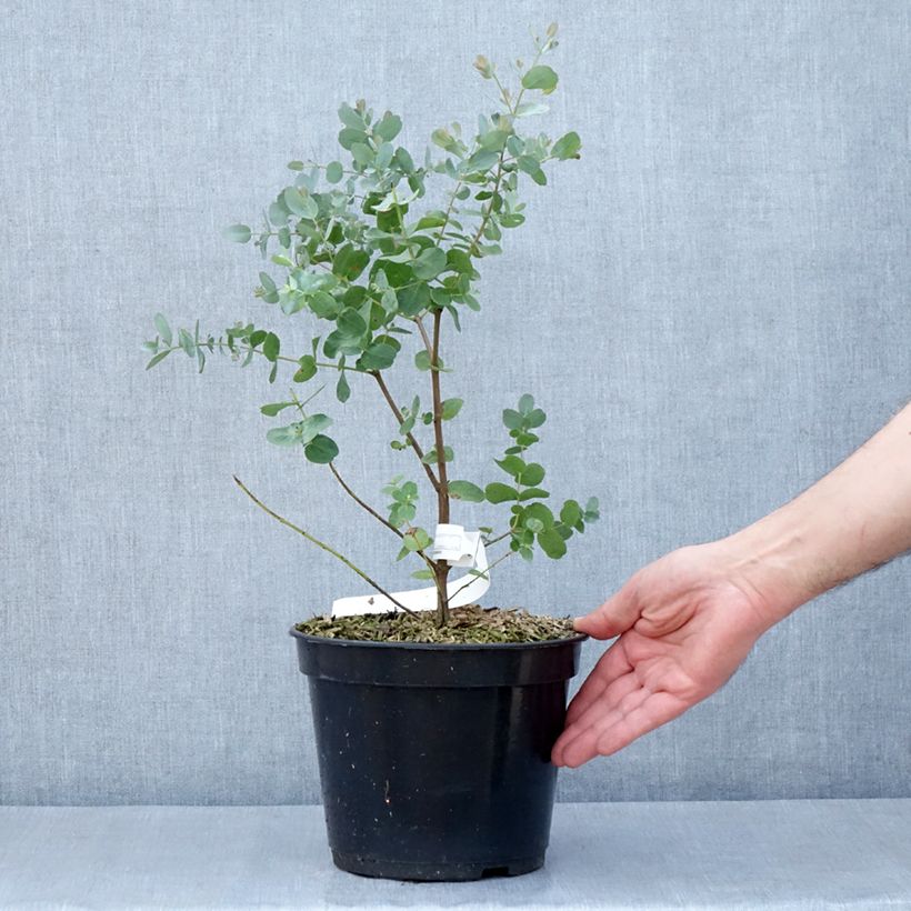 Eucalyptus archeri - Eucalipto Vaso da 4L/5L esemplare consegnato in primavera