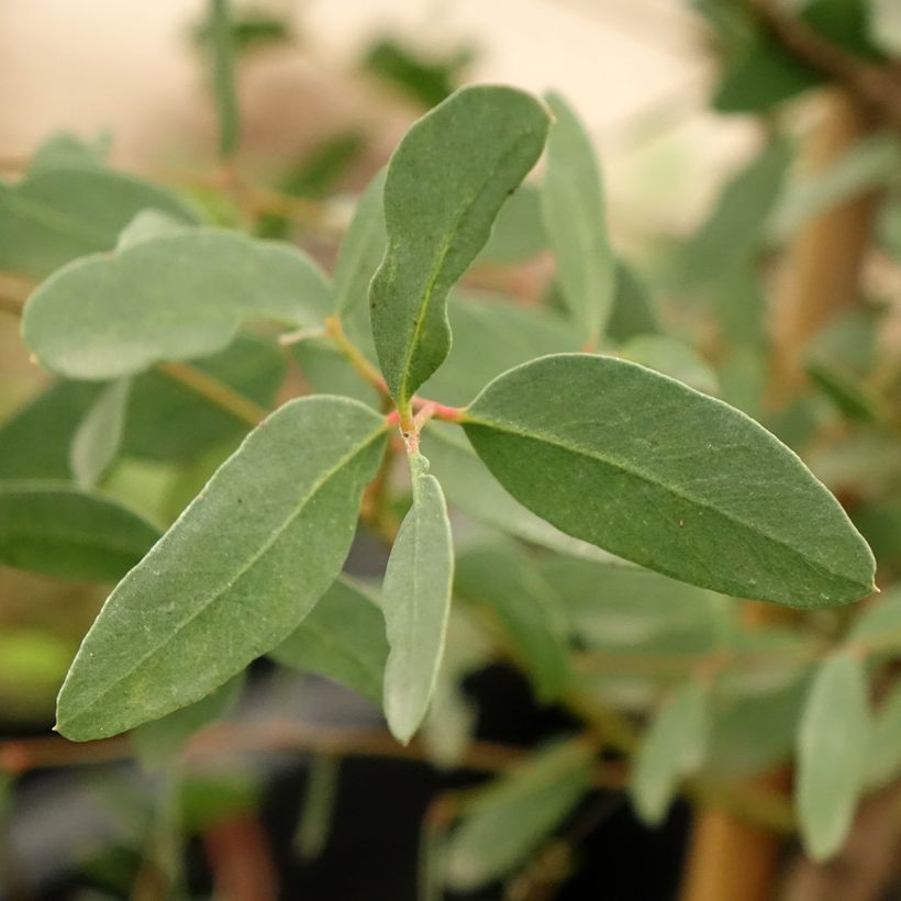 Eucalyptus archeri - Eucalipto (Fogliame)