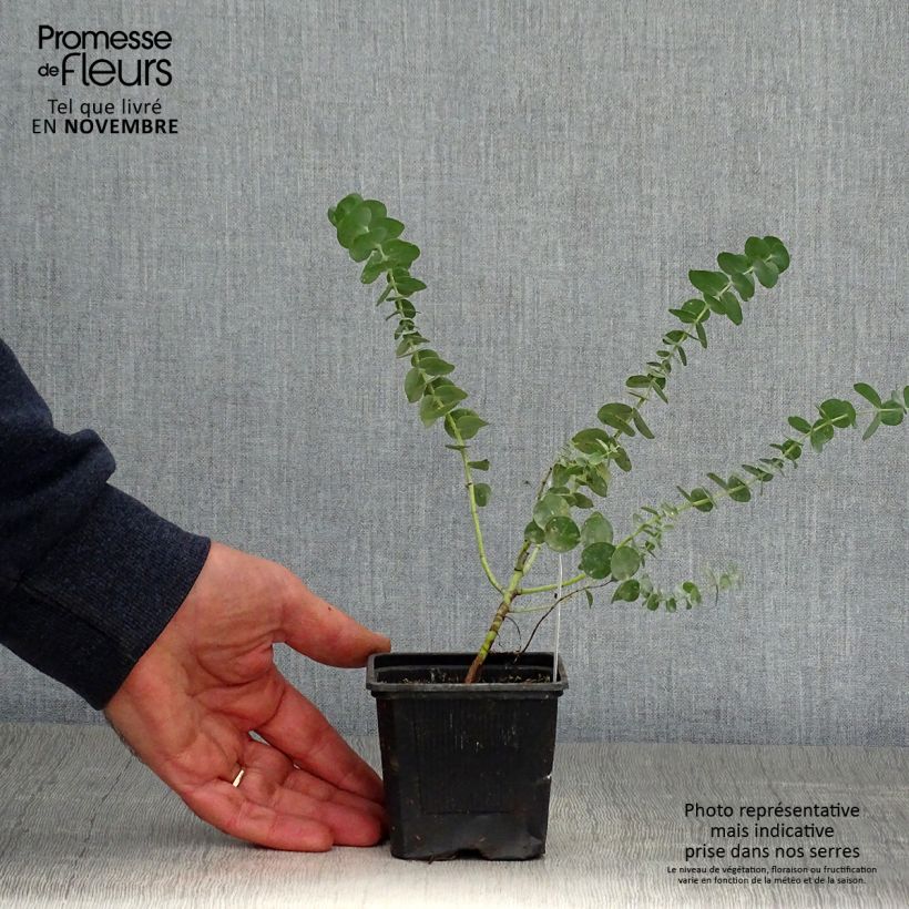 Esemplare di Eucalyptus pulverulenta Baby Blue - Eucalipto Vasetto da 8/9 cm come consegnato in autunno