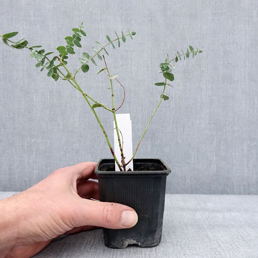 Eucalyptus pulverulenta Baby Blue - Eucalipto Vasetto da 8/9 cm esemplare consegnato in inverno