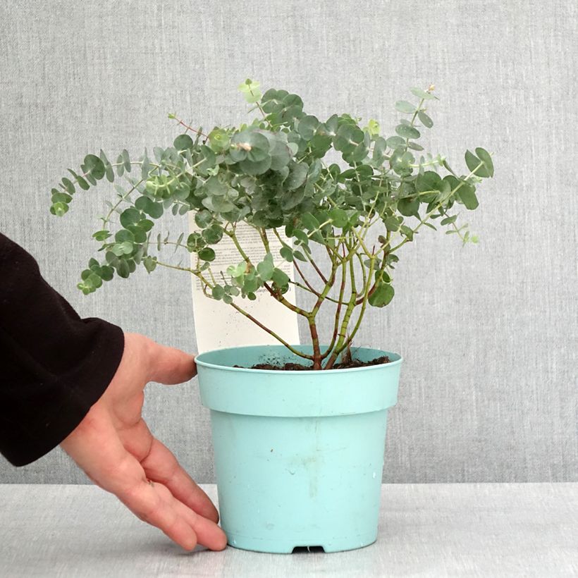 Eucalyptus pulverulenta Baby Blue - Eucalipto Vaso da 1L/1,5L esemplare consegnato in inverno