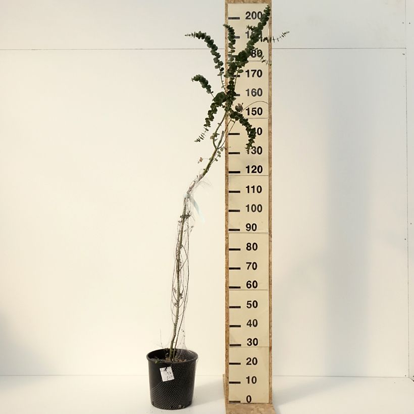 Eucalyptus pulverulenta Baby Blue - Eucalipto Vaso da 7,5L/10L esemplare consegnato in inverno