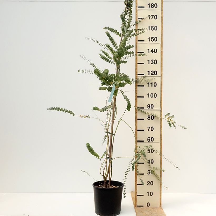 Eucalyptus pulverulenta Baby Blue - Eucalipto Vaso da 7,5L/10L esemplare consegnato in primavera