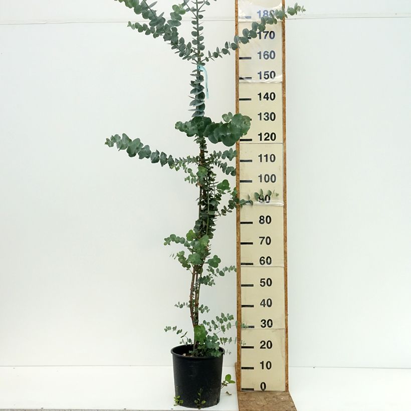 Esemplare di Eucalyptus pulverulenta Baby Blue - Eucalipto Vaso da 4L/5L consegnato in estate