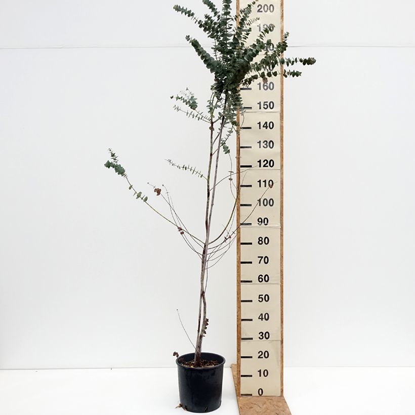 Esemplare di Eucalyptus pulverulenta Baby Blue - Eucalipto Vaso da 7,5L/10L come consegnato in autunno