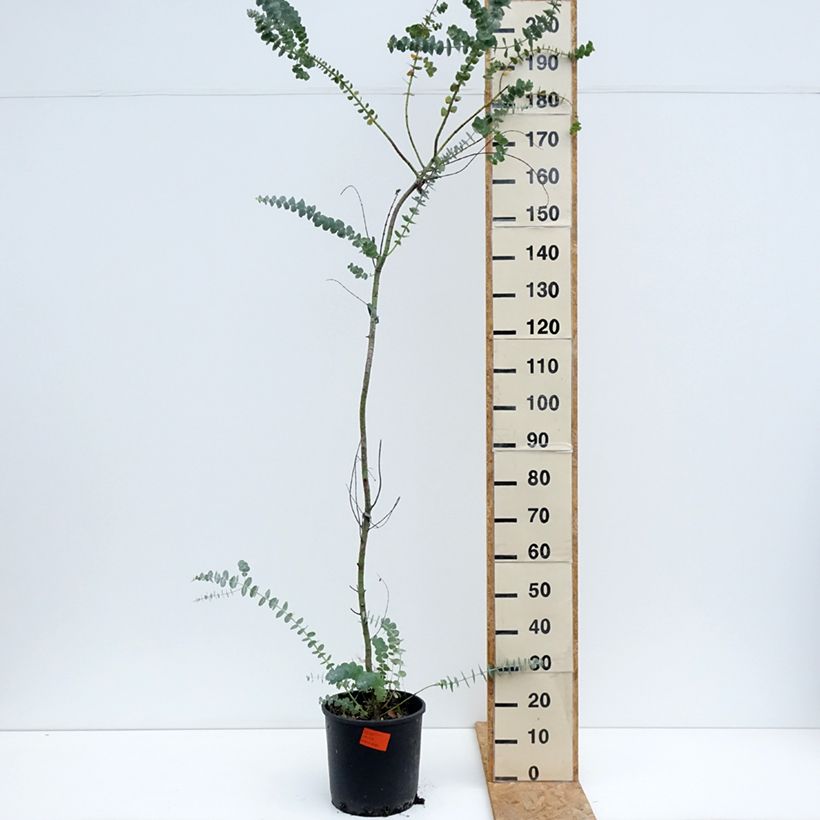 Esemplare di Eucalyptus pulverulenta Baby Blue - Eucalipto Vaso da 7,5L/10L consegnato in estate