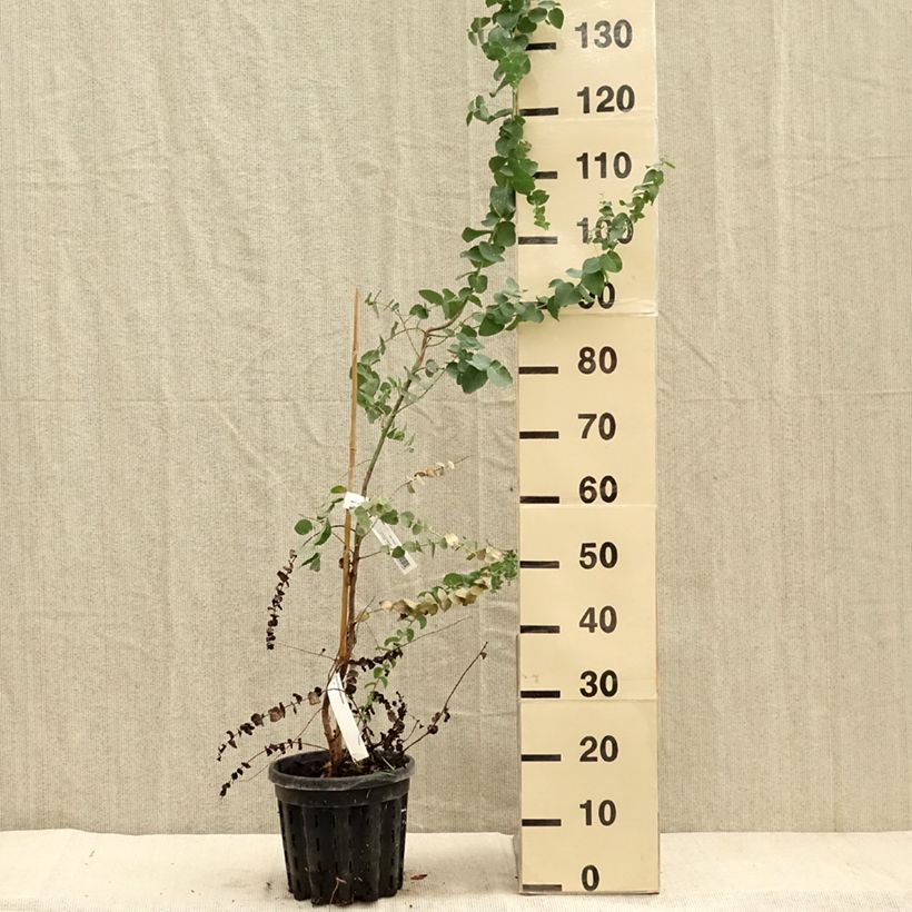 Esemplare di Eucalyptus bridgesiana - Eucalipto Vaso da 4L/5L come consegnato in autunno