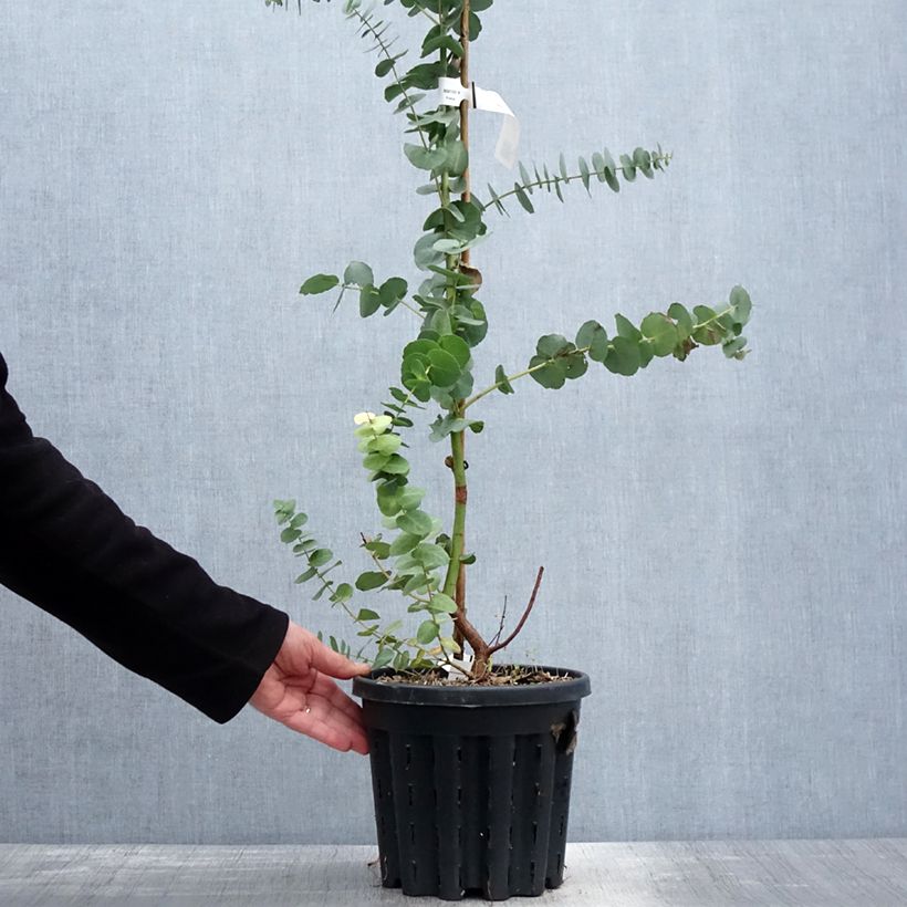 Eucalyptus bridgesiana - Eucalipto Vaso da 4L/5L esemplare consegnato in primavera