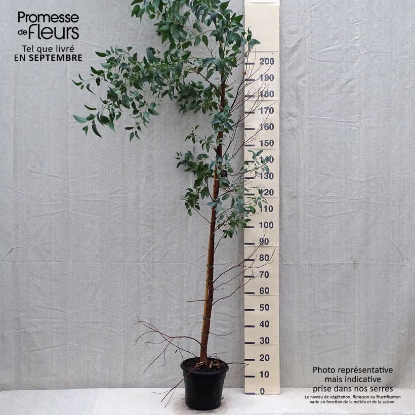 Esemplare di Eucalyptus camaldulensis Rostrata - Eucalipto Vaso da 7,5L/10L come consegnato in autunno