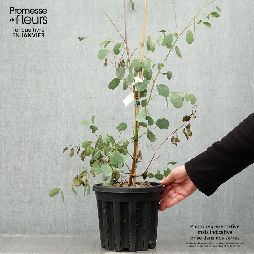 Eucalyptus camphora subsp camphora - Eucalipto Vaso da 4L/5L esemplare consegnato in inverno