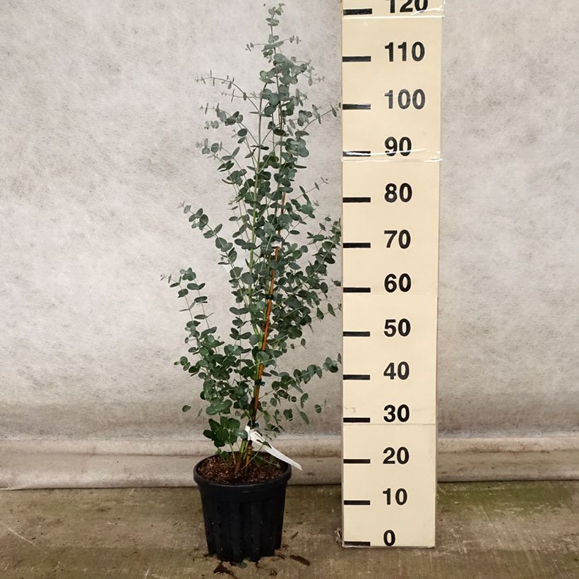 Esemplare di Eucalyptus camphora subsp humeana - Eucalipto Vaso da 4L/5L come consegnato in autunno