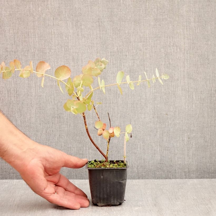 Esemplare di Eucalyptus cinerea Silver Dollar - Eucalipto Vasetto da 8/9 cm come consegnato in autunno