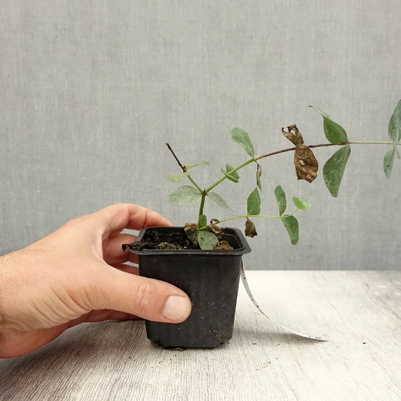 Esemplare di Eucalyptus cinerea Silver Dollar - Eucalipto Vasetto da 8/9 cm consegnato in estate