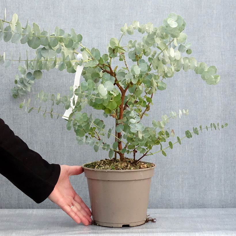 Eucalyptus cinerea Silver Dollar - Eucalipto Vaso da 2L/3L esemplare consegnato in inverno