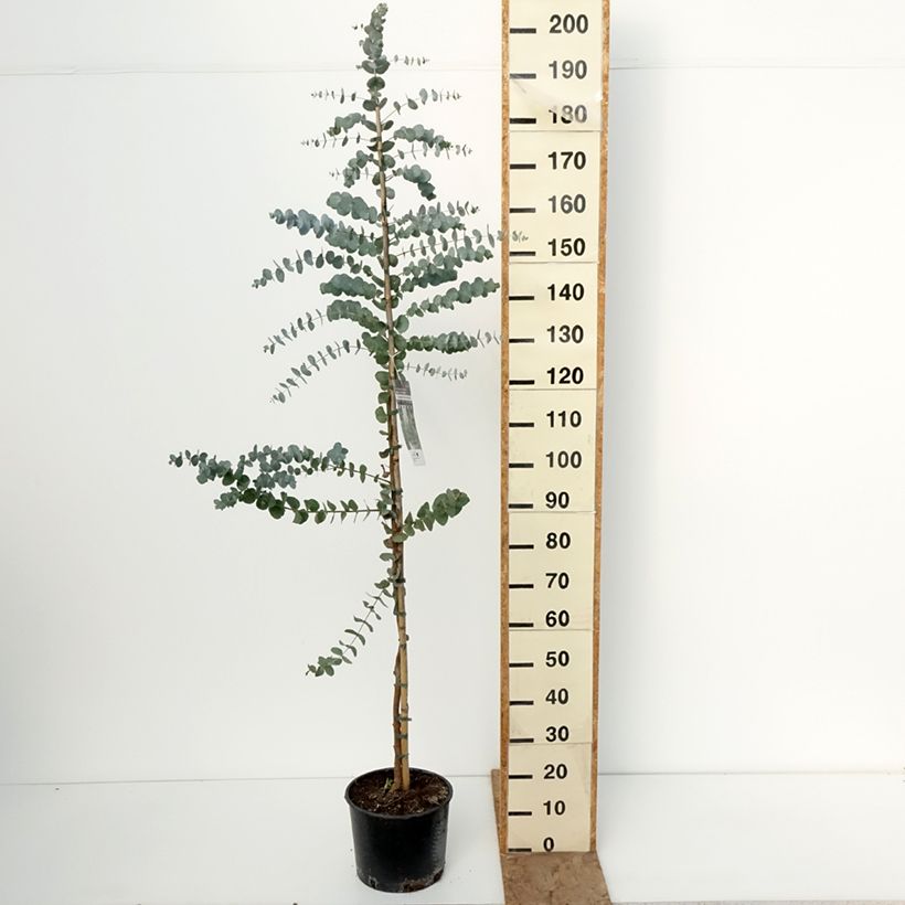 Eucalyptus cinerea Silver Dollar - Eucalipto Vaso da 7,5L/10L esemplare consegnato in inverno