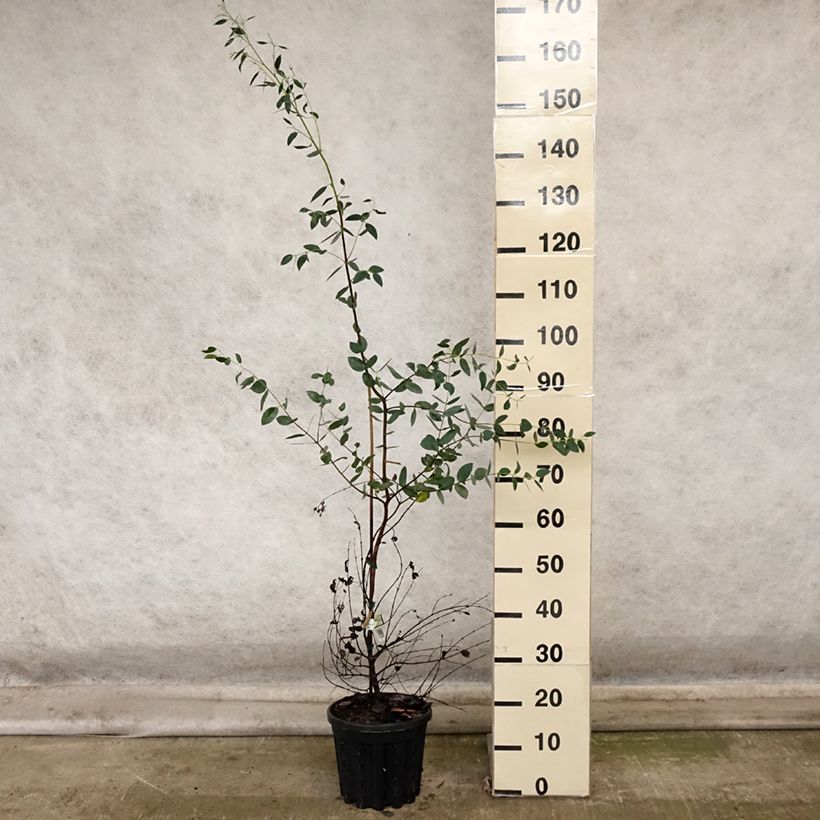 Esemplare di Eucalyptus coccifera Mt Field - Eucalipto Vaso da 4L/5L come consegnato in autunno