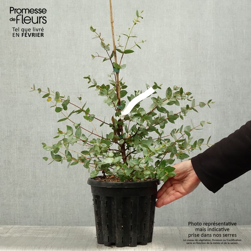 Eucalyptus coccifera Mt Field - Eucalipto Vaso da 4L/5L esemplare consegnato in inverno